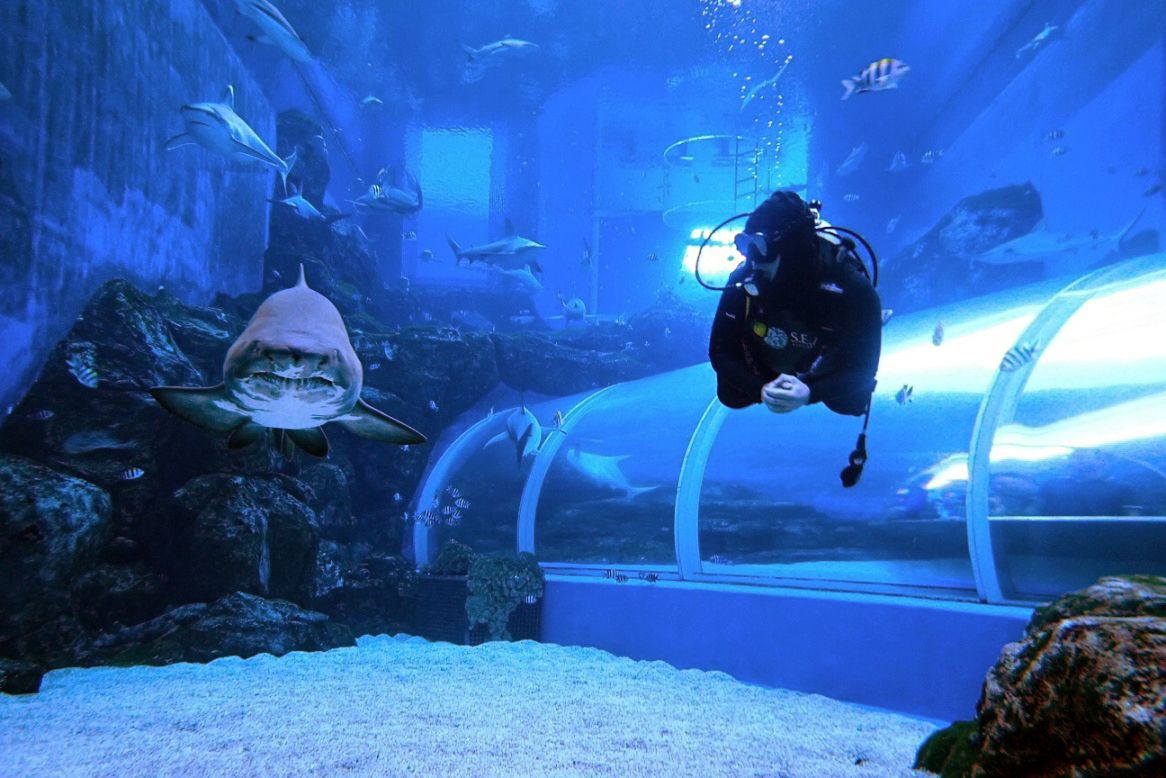 A scuba diver swims next to a sand tiger shark in a large aquarium with various shark species seen in the background.