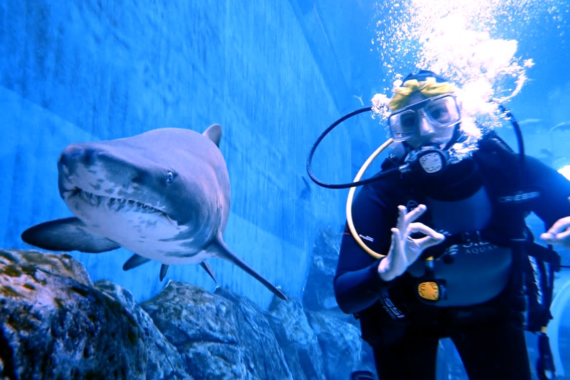 I signal "OK" (scuba sign) to the photographer next to a sand tiger shark.